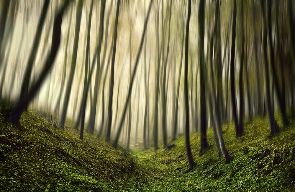 Run Forest, Run art print by Samanta Krivec for $57.95 CAD