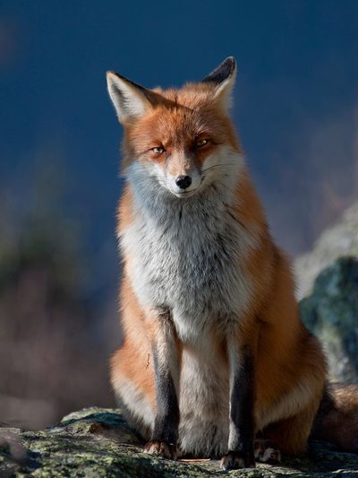 Are You My Friend Or Not? by Peter Svoboda