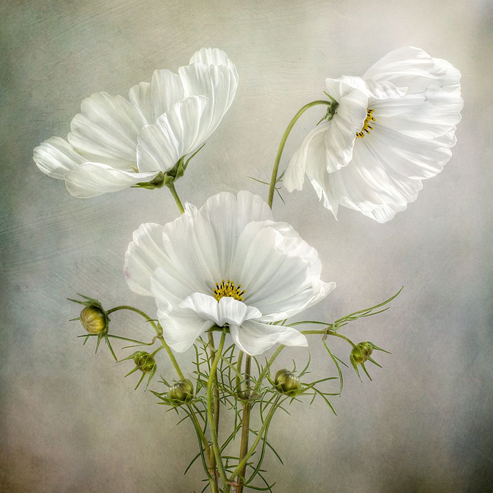 Cosmos Charm art print by Mandy Disher for $57.95 CAD