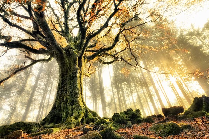 November art print by Christophe Kiciak for $57.95 CAD