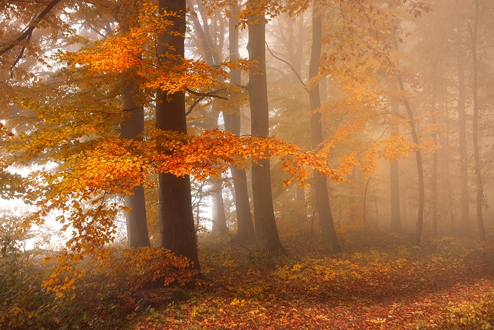 Edge Of The Woods art print by Nicolas Schumacher for $57.95 CAD
