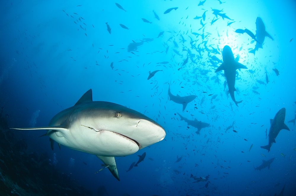 Beqa Shark Labs art print by Alexander Safonov for $57.95 CAD