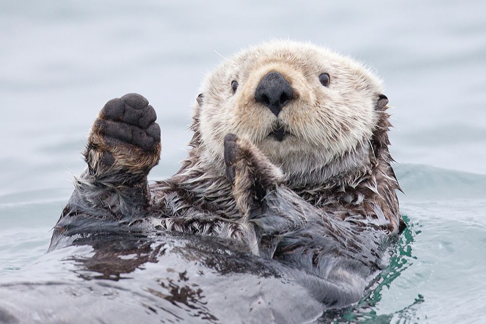 Yesterday I Caught A Fish Thiiis Big! - Otter. Alaska art print by Roman Golubenko for $57.95 CAD