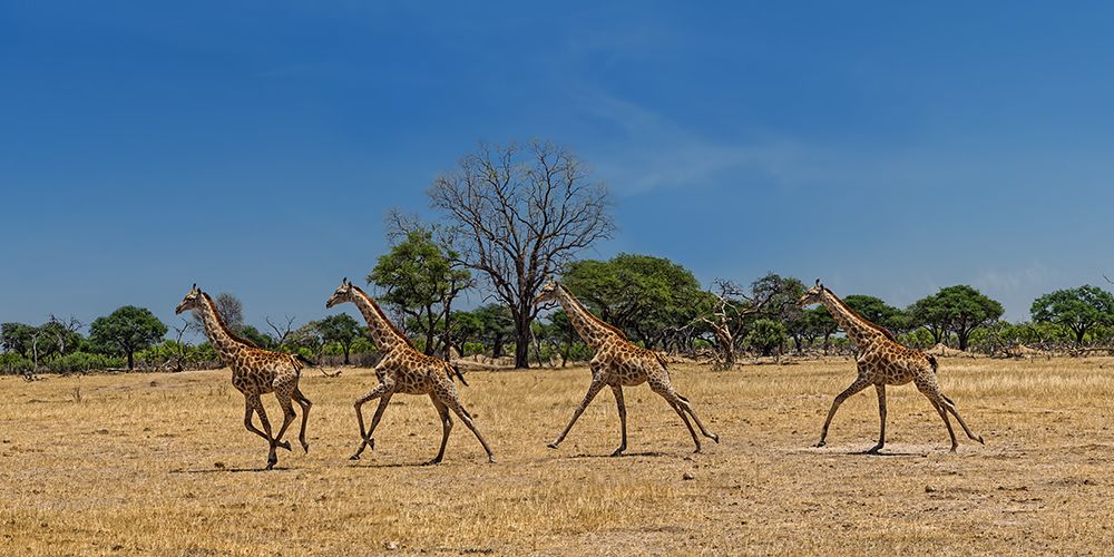 wild and free art print by Piet Flour for $57.95 CAD
