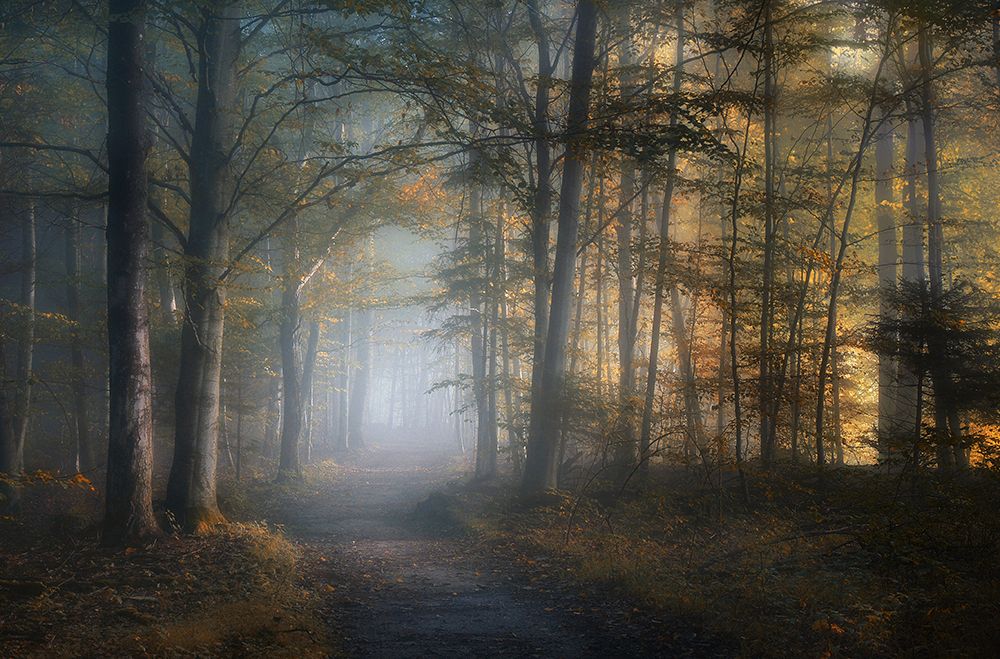 Autumn Symphony art print by Norbert Maier for $57.95 CAD