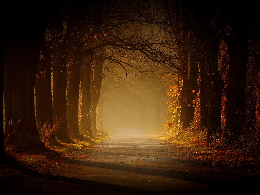 the autumn spirit art print by Sebastian Luczywo for $57.95 CAD
