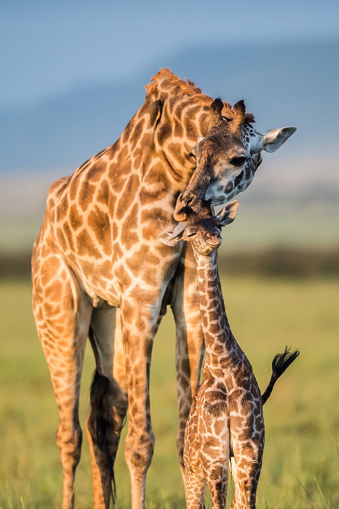 Mom Love art print by Mohammed Alnaser for $57.95 CAD