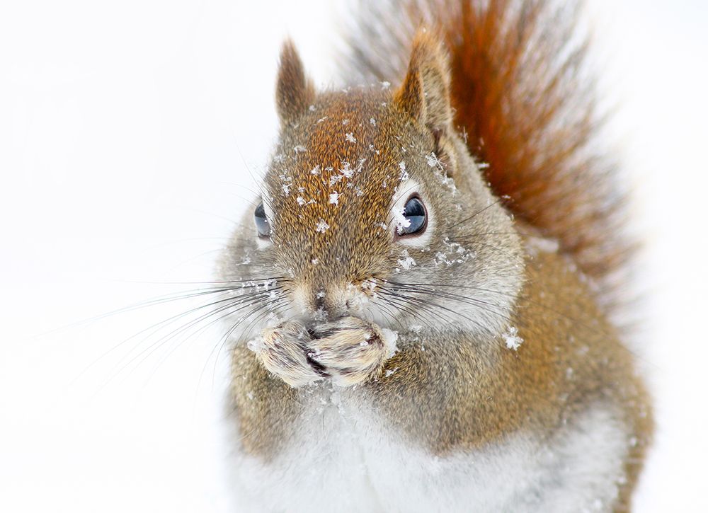 Christmas Squirrel art print by Mircea Costina for $57.95 CAD