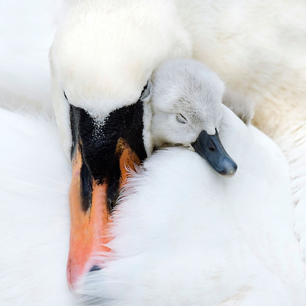 A Mothers Love art print by Jacky Parker for $57.95 CAD