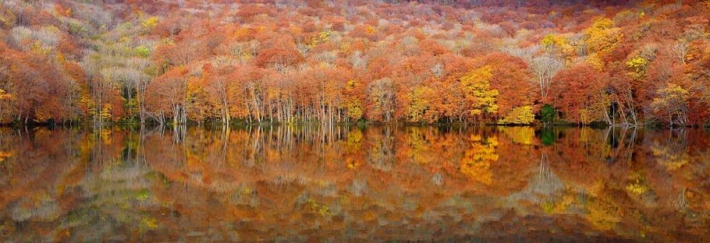 Glowing Autumn art print by Sho Shibata for $57.95 CAD