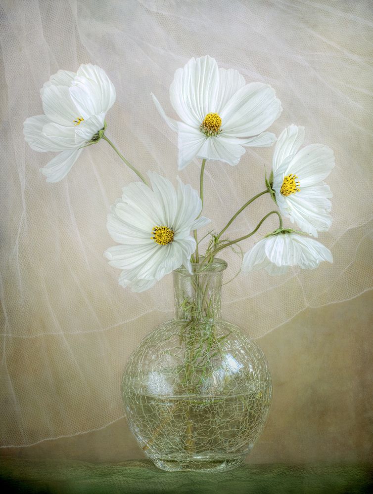 Cosmos Breeze art print by Mandy Disher for $57.95 CAD