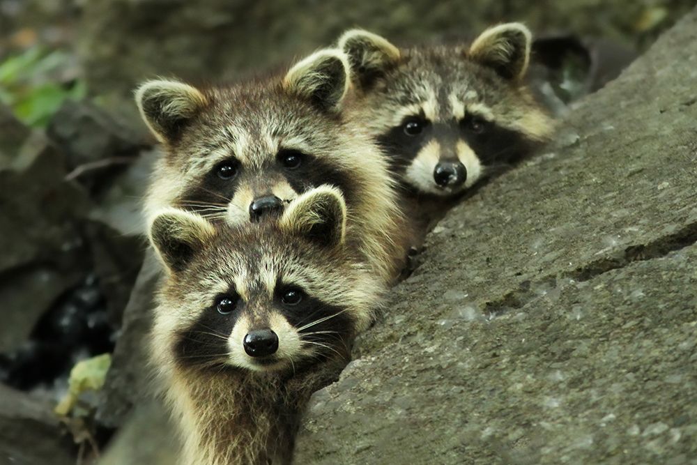 Tres Banditos art print by Mircea Costina for $57.95 CAD