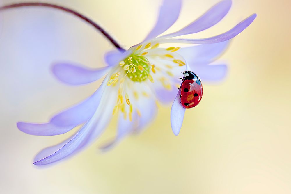 Anemone Lady art print by Jacky Parker for $57.95 CAD