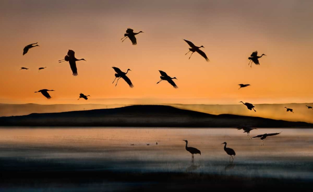 Fly-In At Sunset art print by Shenshen Dou for $57.95 CAD