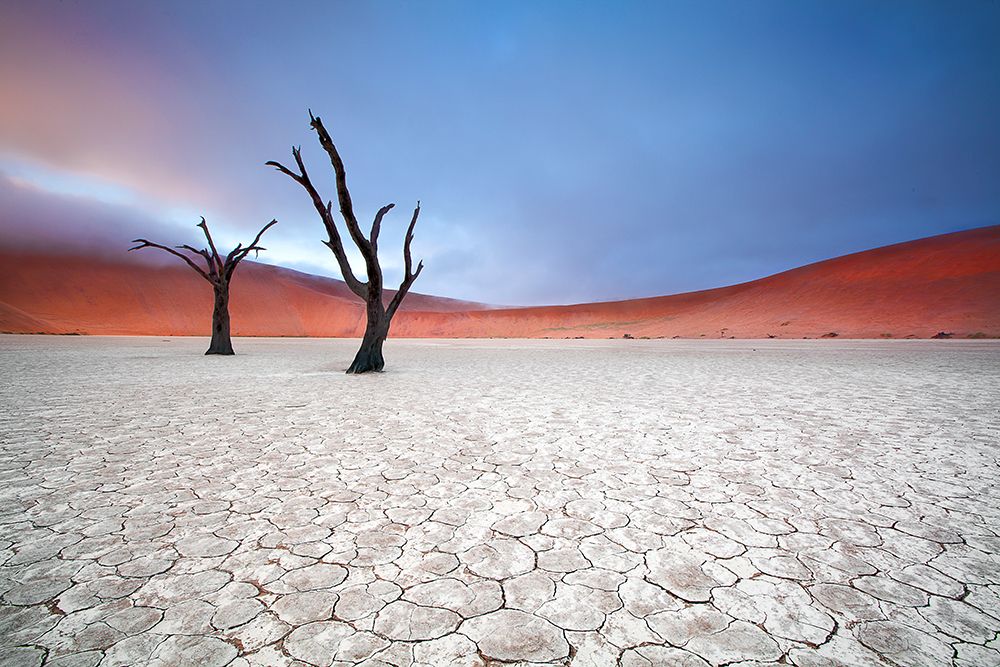 Mist Over Deadvlei art print by Ben Mcrae for $57.95 CAD