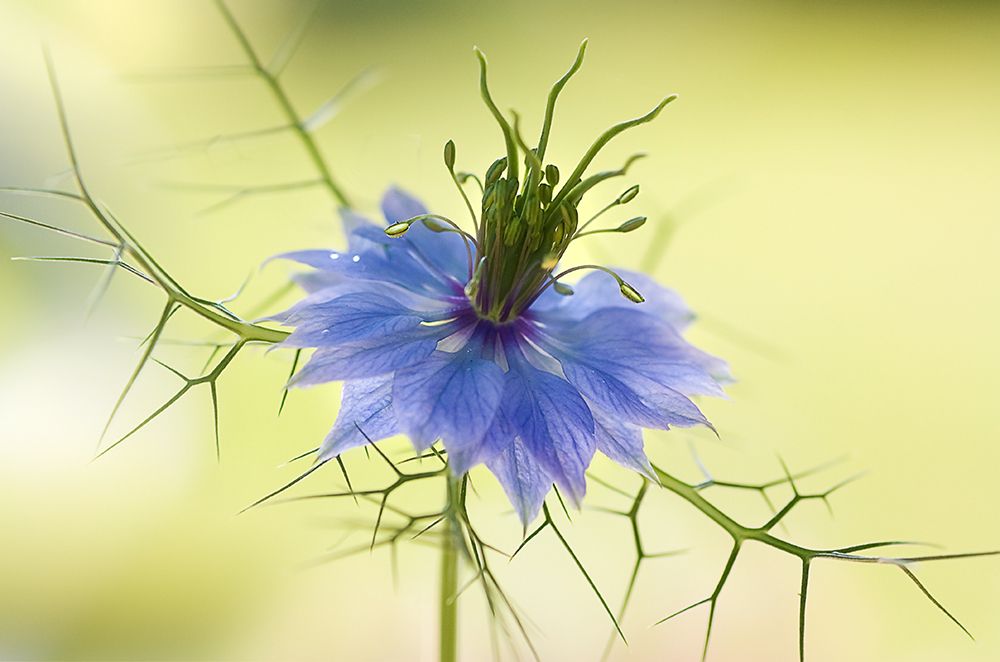 Nigella art print by Mandy Disher for $57.95 CAD