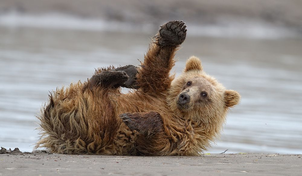 High Five art print by Alfred Forns for $57.95 CAD