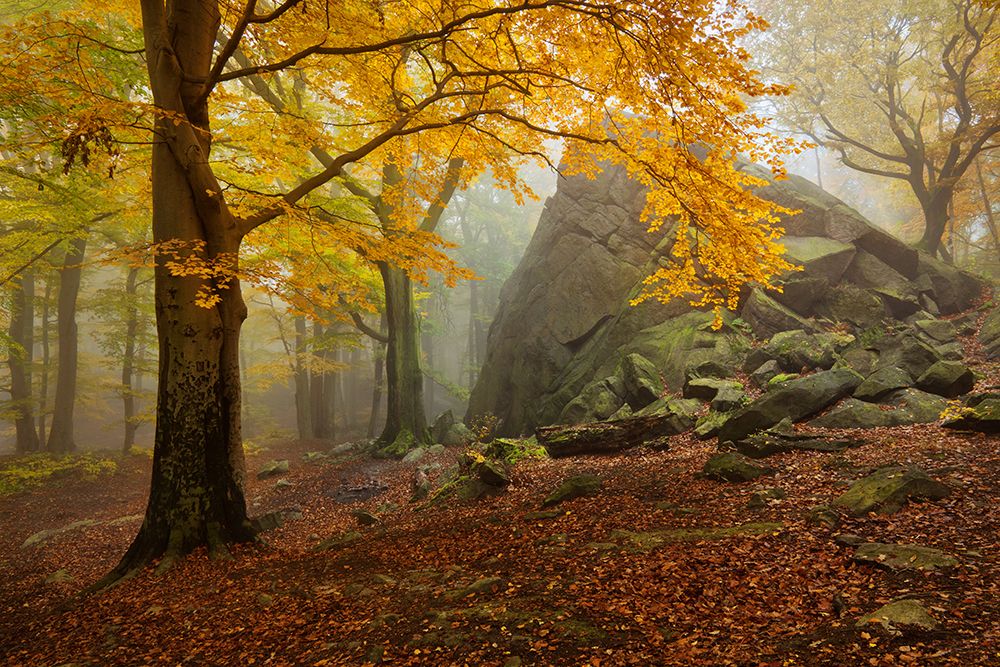 Autumn Forest art print by Daniel Rericha for $57.95 CAD