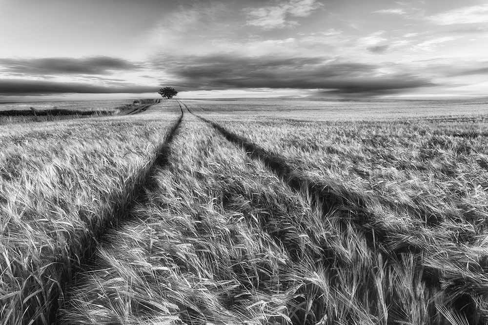 Countryside art print by Piotr Krol for $57.95 CAD