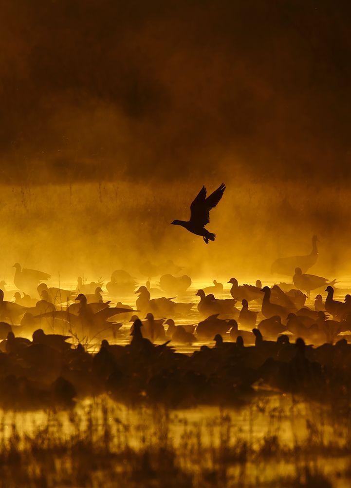 Fire In The Mist art print by Alfred Forns for $57.95 CAD