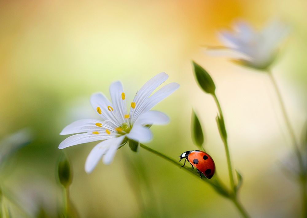 Summer Beauties art print by Mandy Disher for $57.95 CAD