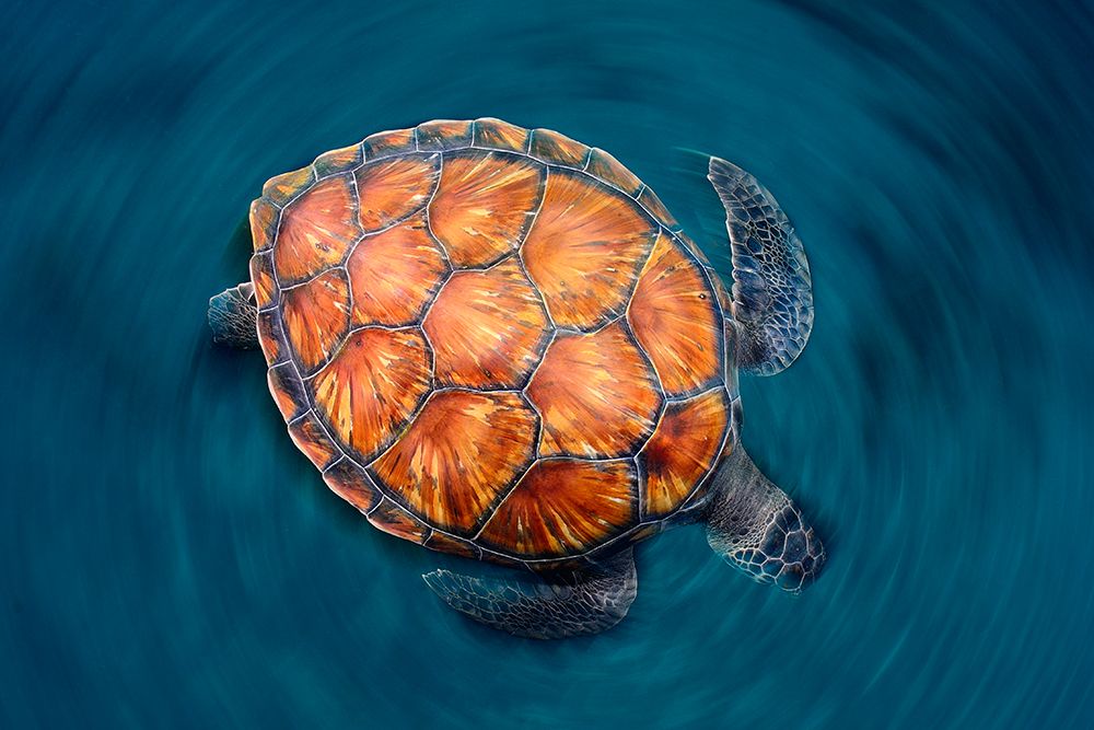 Spin Turtle art print by Sergi Garcia for $57.95 CAD
