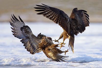 Duel by Ivan Kluciar