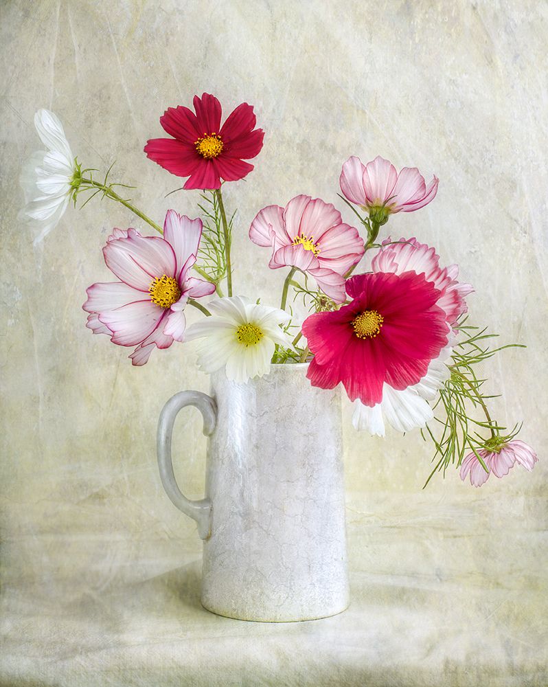 Cosmos Carnival art print by Mandy Disher for $57.95 CAD