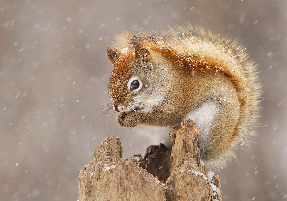 Snow Storm art print by Mircea Costina for $57.95 CAD