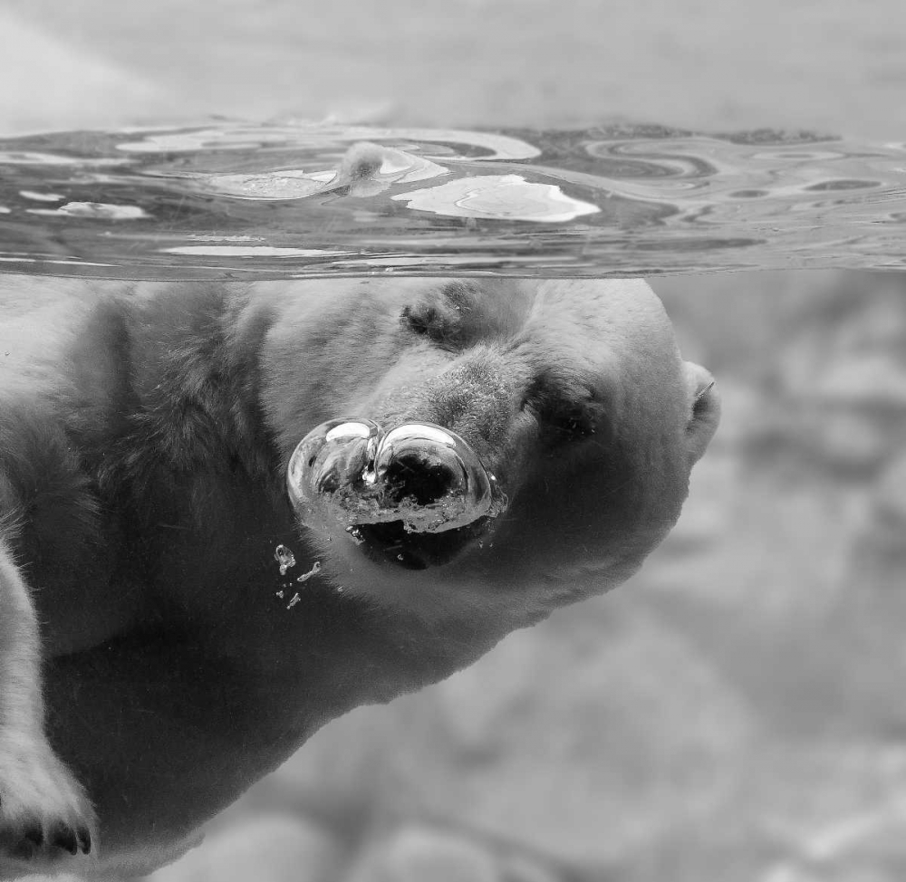 Bubbles art print by C.S. Tjandra for $57.95 CAD