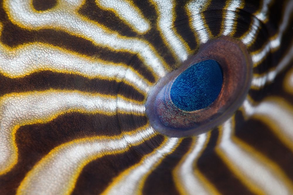 Hypnotic Eye art print by Andrey Narchuk for $57.95 CAD