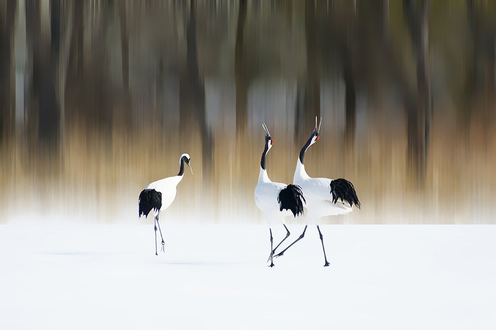 Sing A Song Of Love art print by Ikuo Iga for $57.95 CAD
