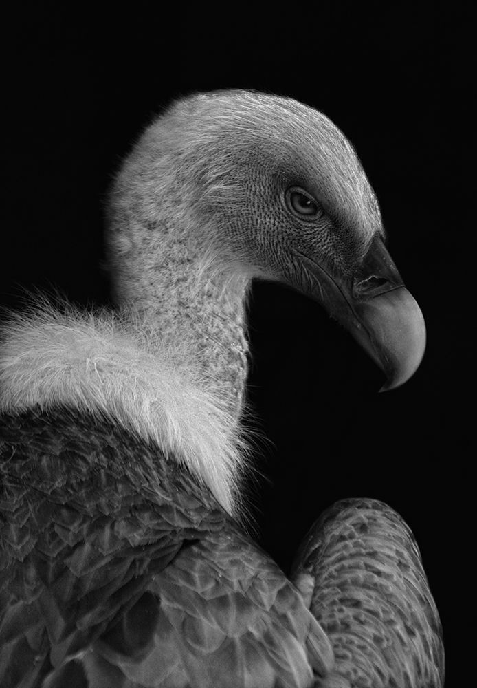 Majestic art print by Jimmy Hoffman for $57.95 CAD
