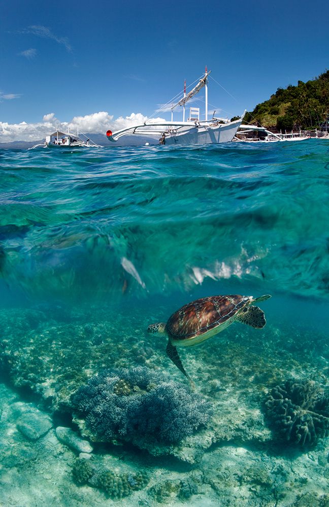 Dive To Philippines art print by Andrey Narchuk for $57.95 CAD