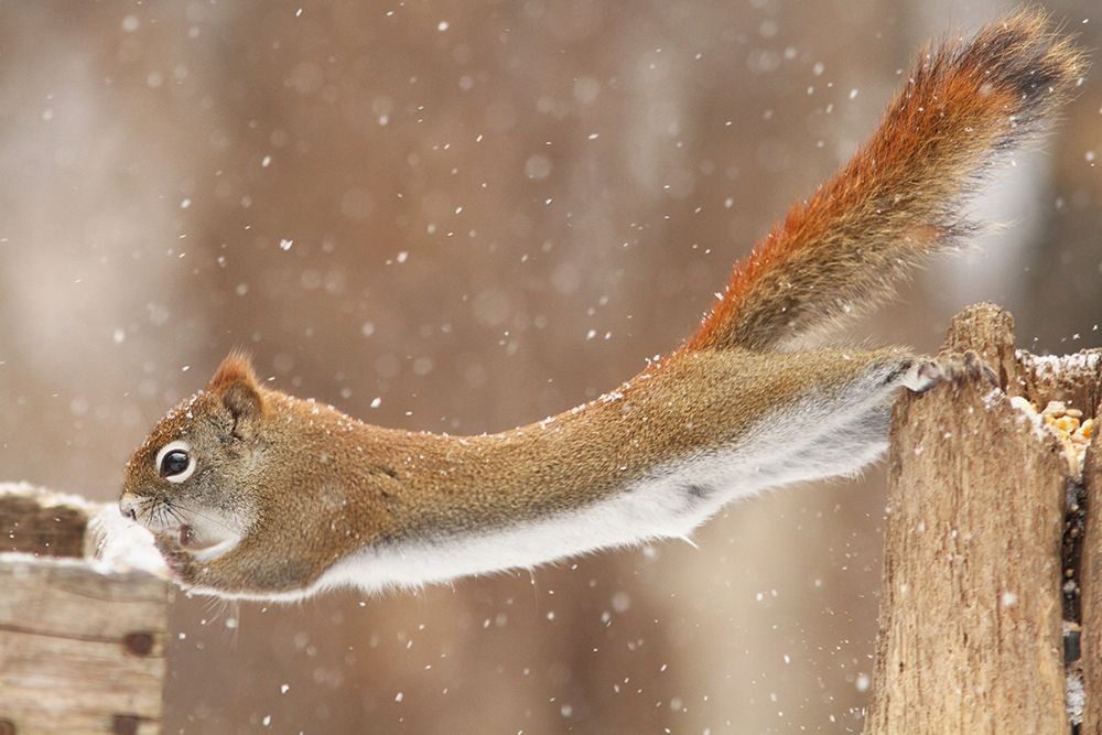 The Acrobat art print by Mircea Costina for $57.95 CAD
