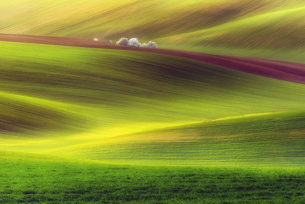 Golden Fields art print by Piotr Krol for $57.95 CAD