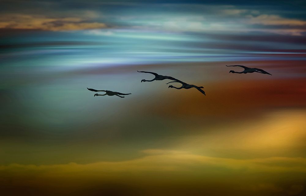 the flight art print by Nieves Bautista. for $57.95 CAD