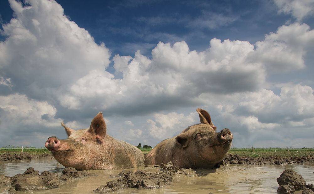 Mudpool Fun art print by Gert Van Den for $57.95 CAD
