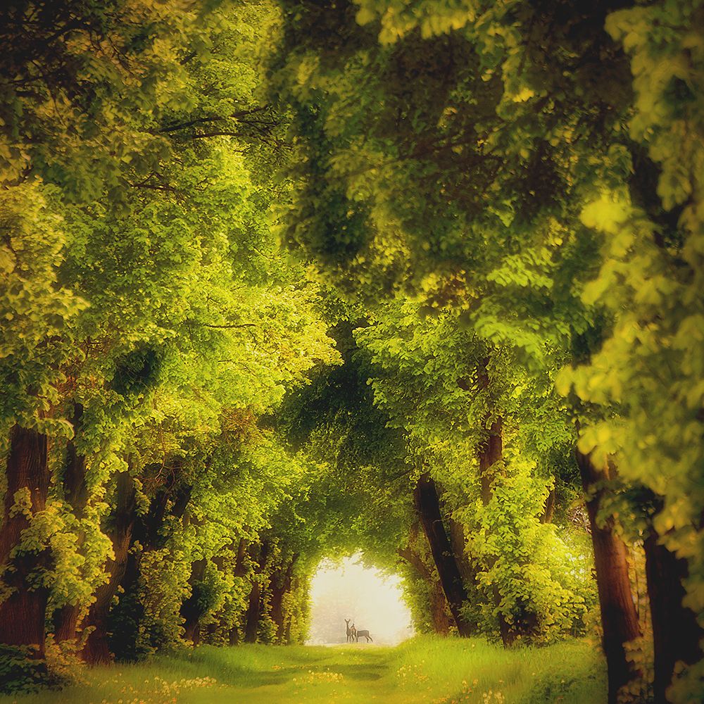 Spring Time art print by Piotr Krol for $57.95 CAD
