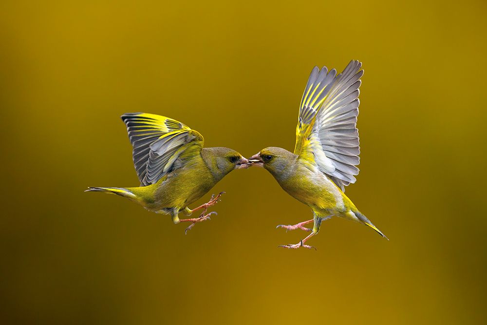 Flying Kiss art print by Marco Redaelli for $57.95 CAD