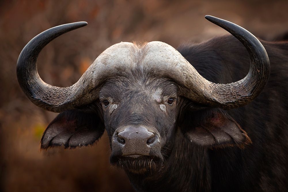 A Buffalo Portrait art print by Mario Moreno for $57.95 CAD