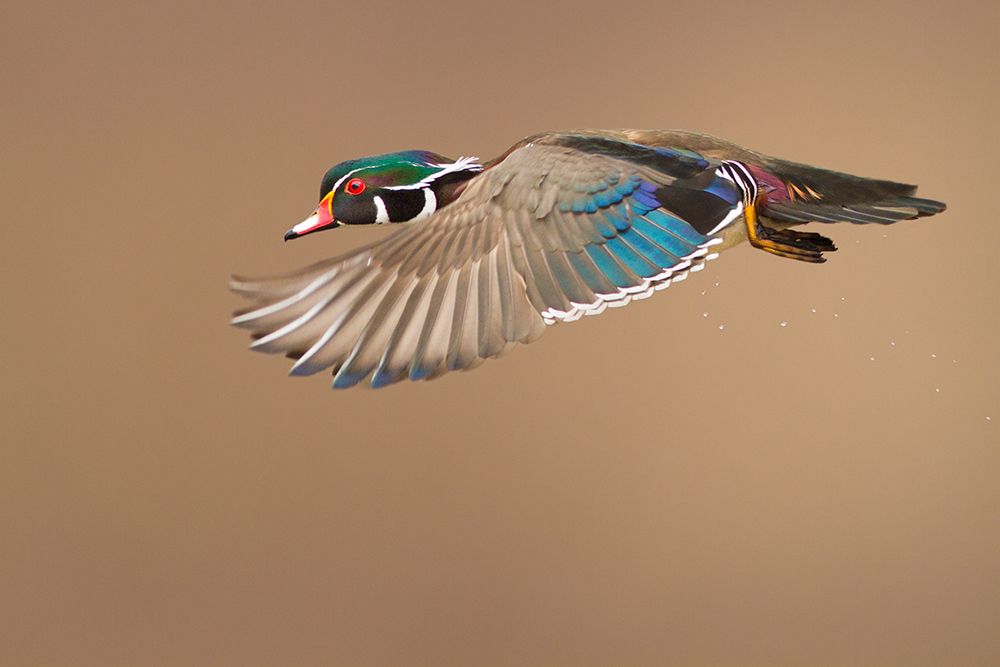 Wood Duck art print by Mircea Costina for $57.95 CAD