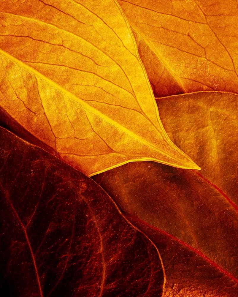 Leaves art print by Luiz Laercio for $57.95 CAD