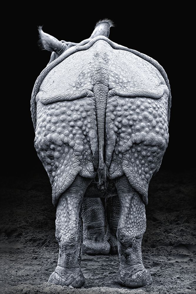 Rhino buttocks art print by Jimmy Hoffman for $57.95 CAD