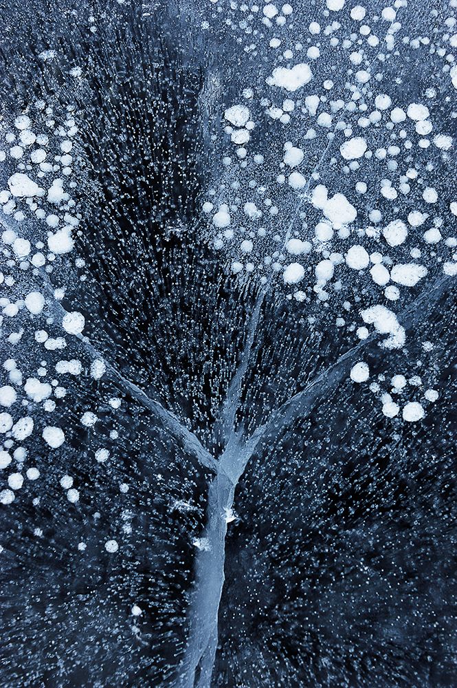 Winter Blossom art print by Mei Xu for $57.95 CAD