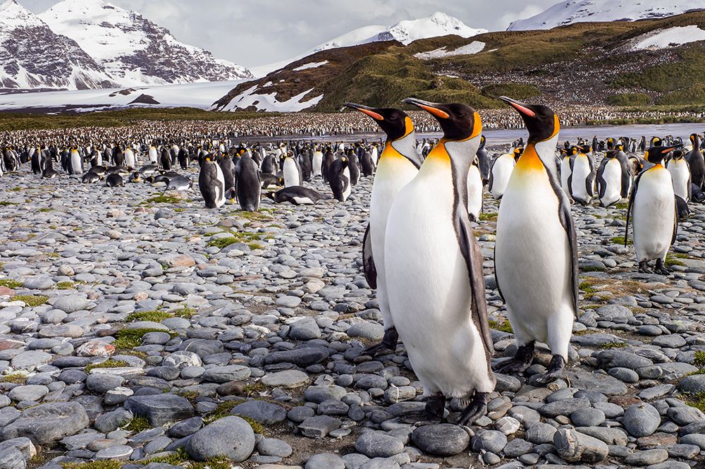 Penguins Of Salisbury Plain art print by Karen Lunney for $57.95 CAD