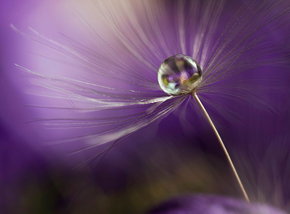 In Shades Of Purple art print by Heidi Westum for $57.95 CAD