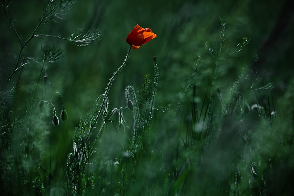 Blow Me Away... art print by Ildiko Neer for $57.95 CAD