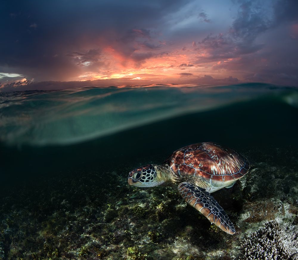 Sunset Swim art print by Andrey Narchuk for $57.95 CAD
