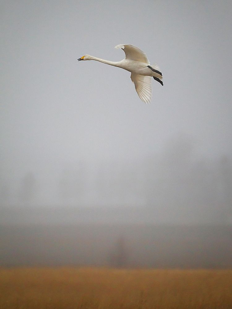 Out Of The Mist art print by Jan Sahlen for $57.95 CAD